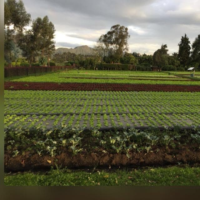 Cultivo de lechugas hidropónicas de La Huerta